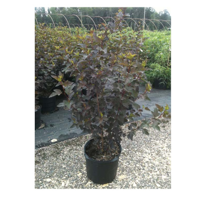 Пузыреплодник калинолистный Диаболо  (С5/С7,5)				