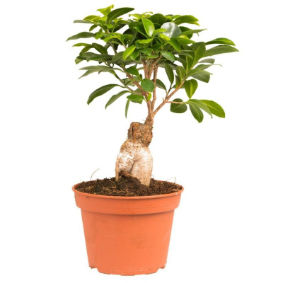 Фикус Микрокарпа 12/25