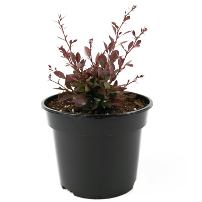 Барбарис Тун. Pygmy Ruby (Pygruzam) с3