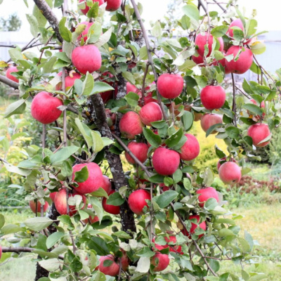 Яблоня Орловское полосатое П