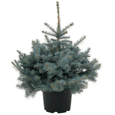 Ель колючая 'Glauca Globosa' 26/46cm 20/25 C8