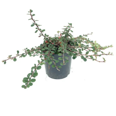 Кизильник горизонтальный с15