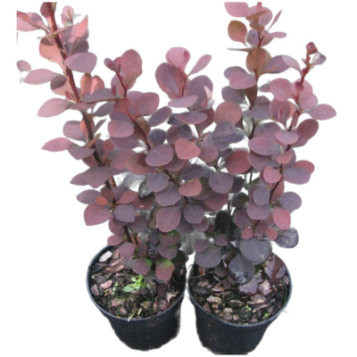 Барбарис Тунберга Саммер Чоколэт С2 20-30