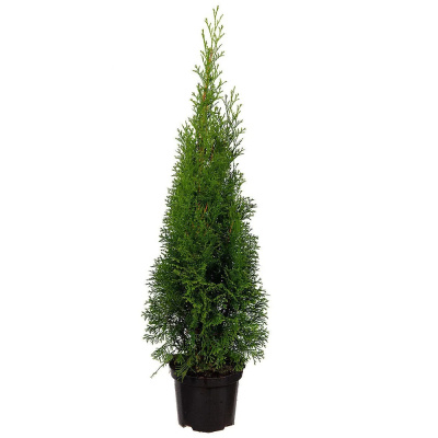 Туя западная  Smaragd C4 (60-80cm)