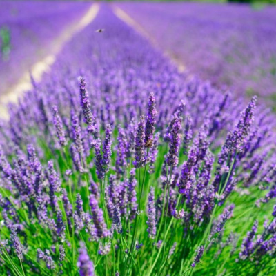 Лаванда 