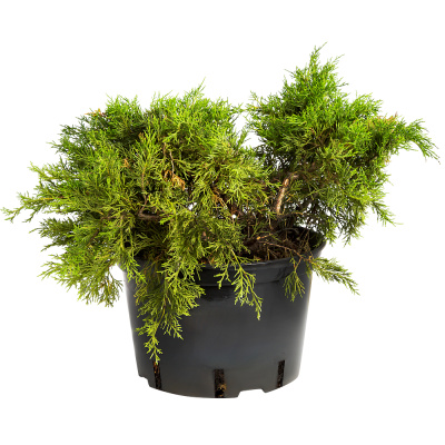 Можжевельник средний Олд Голд С3