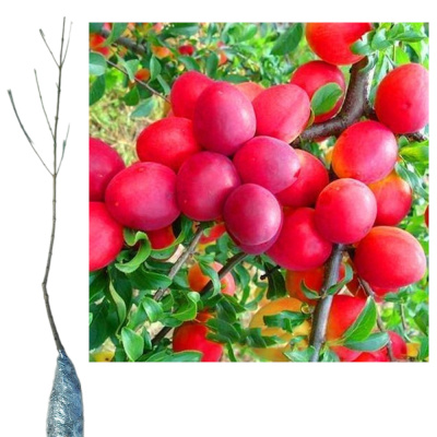 Алыча Кубанская Комета/ (П)