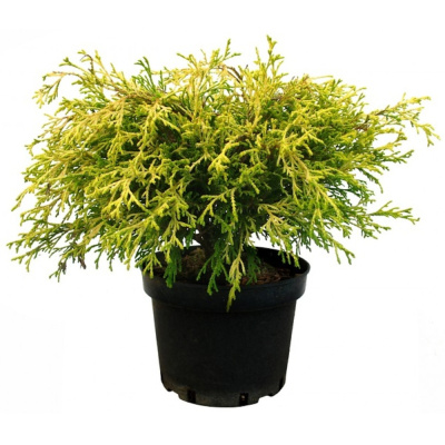 Кипарисовик гор. Filifera Aurea с4