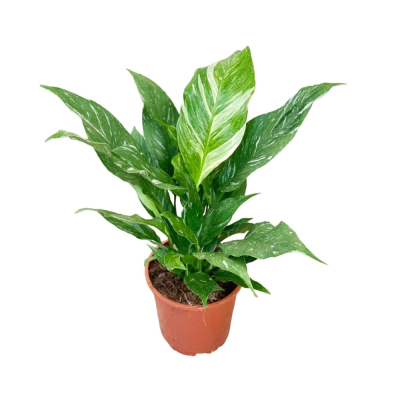 Спатифиллум Даймонд 12/60 горшечные растения 