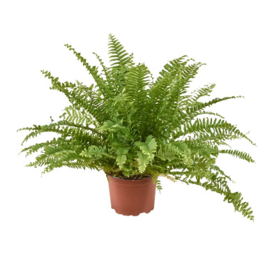 Нефролепсис 12/30