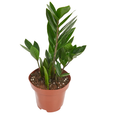 Замиокулькас 14/60